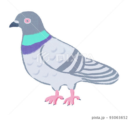 鳩 ハト 絵 デザインのイラスト素材
