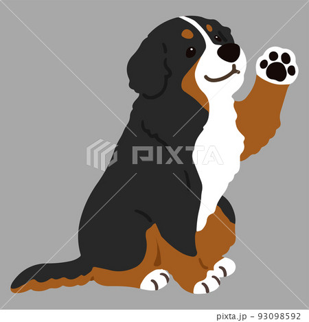 バーニーズ マウンテン ドッグのイラスト素材