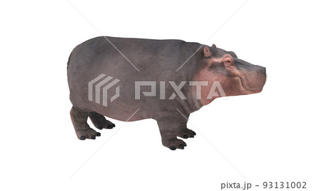 カバのイラスト素材集 ピクスタ