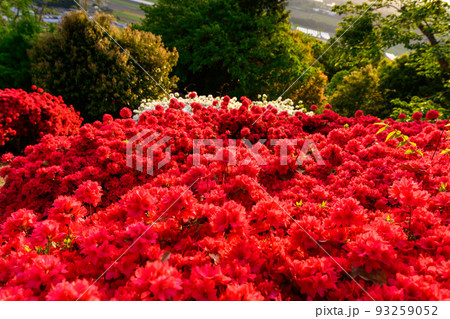 日輪の花の写真素材 - PIXTA