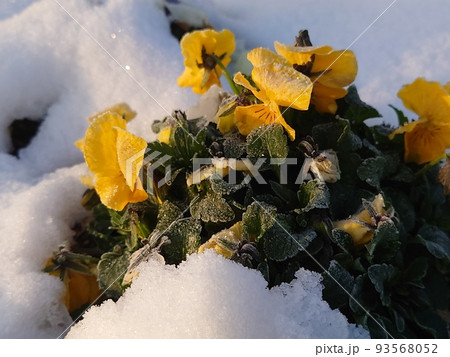 パンジー 黄色 冬 雪の写真素材