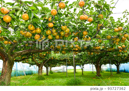 たわわに実った果樹園の梨
