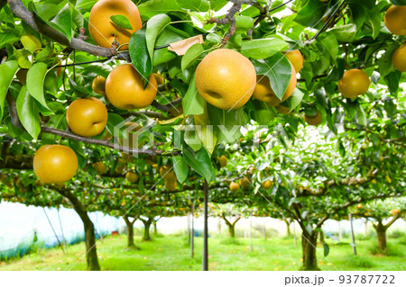 たわわに実った果樹園の梨