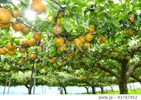 たわわに実った果樹園の梨
