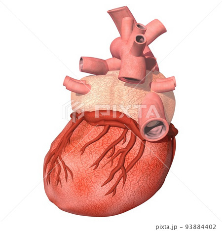 心臓解剖図のイラスト素材