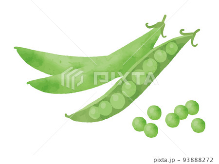 エンドウ豆のイラスト素材