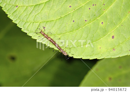 芋虫の写真素材