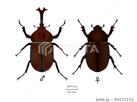 カブトムシのイラスト素材集 ピクスタ