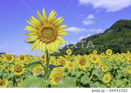 日輪の花の写真素材 - PIXTA