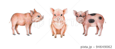 豚鼻のイラスト素材