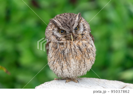 イケメン フクロウ 梟 ミミズクの写真素材 - PIXTA