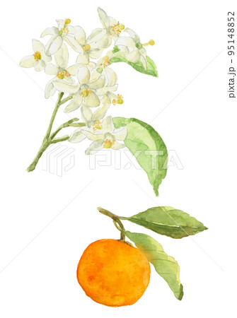 八朔の花のイラスト素材 - PIXTA