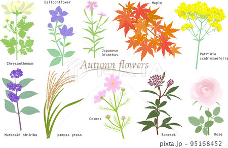 秋の花のイラスト素材集 ピクスタ