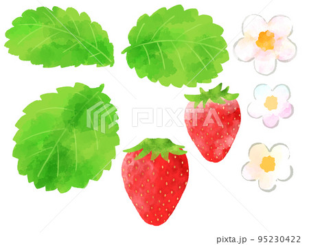 苺 葉 かわいい 花のイラスト素材 苺 葉 かわいい 花のイラスト素材