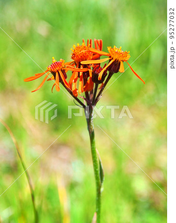 鮮橙赤色の写真素材 鮮橙赤色の写真素材