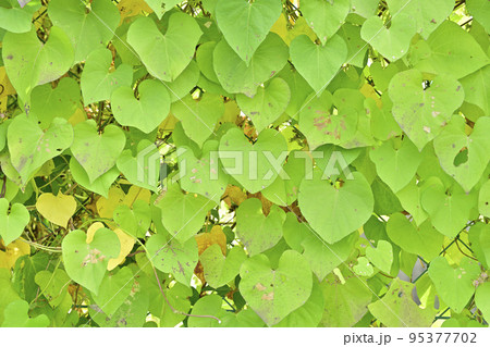 葉 緑色 ハート型 つるの写真素材 - PIXTA 葉 緑色 ハート型 つるの写真素材 - PIXTA