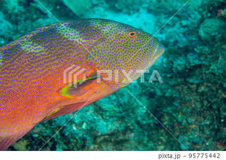 シガテラ毒 海水魚の写真素材