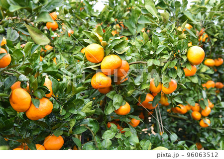 みかん畑のイメージ