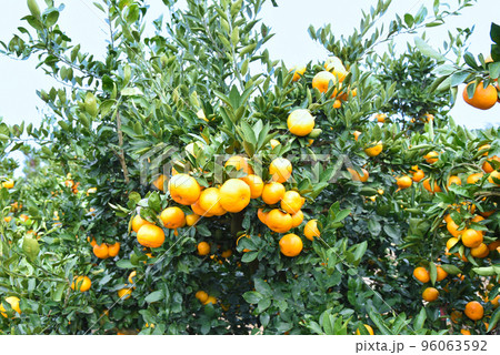 みかん畑のイメージ