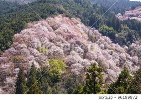 吉野桜の写真素材 - PIXTA