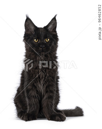 373,268 Black Cat Royalty-Free Images, Stock Photos & Pictures