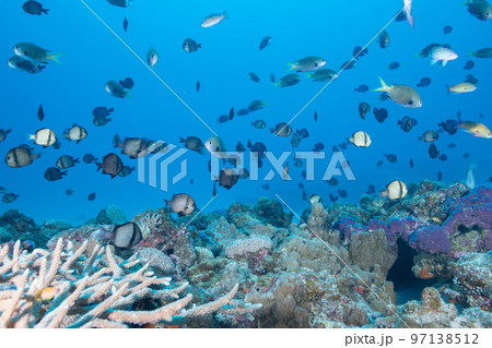 スズメダイ 魚 海中 珊瑚の写真素材 - PIXTA