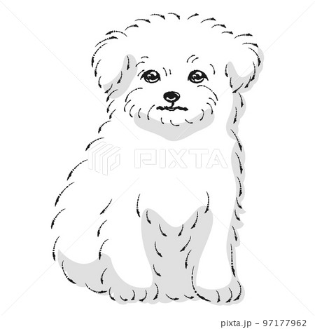 犬 チワワ モノクロ 白黒の写真素材 - PIXTA