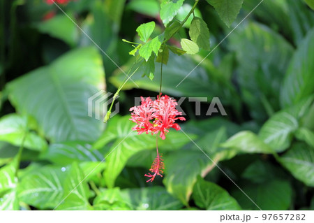 ふうりんぶっそうげの写真素材