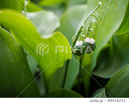 すずらんの実の写真素材