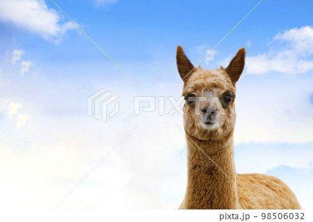 8,872 Alpaca Smile Images, Stock Photos, 3D objects, & Vectors