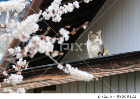 猫 動物 横写真 左向きの写真素材 - PIXTA