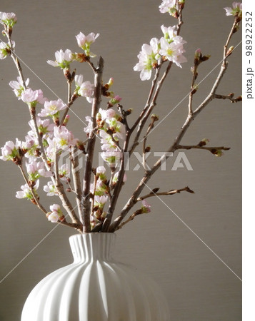 生花 桜 生け花 花瓶の写真素材 - PIXTA