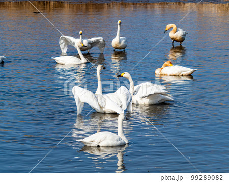 欄間、白鳥2羽 【公式通販】