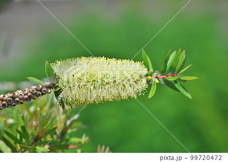 花 ブラシの木 植物 黄色の写真素材 - PIXTA