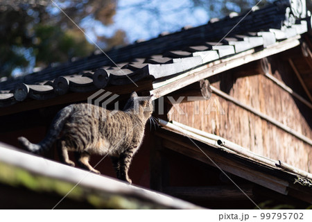 屋根の上の猫の写真素材 - PIXTA