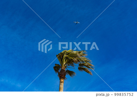 椰子の木の上空を飛行する旅客機