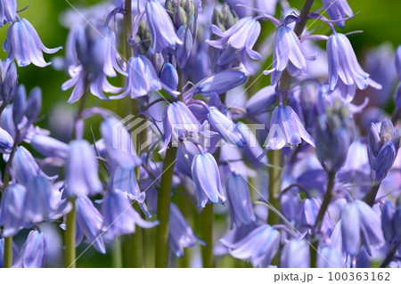 釣鐘水仙 紫色 花の写真素材 - PIXTA