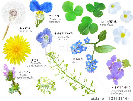 花 雑草 ナズナ オオイヌノフグリの写真素材 - PIXTA