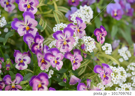 紫色の小さな花のイメージ