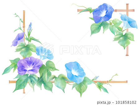 1005☆水彩画 原画　朝露　花　朝顔 1005☆水彩画 原画 朝露 花 朝顔 hqdefault.jpg