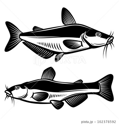 Catfish. Freshwater aquarium fish icon set flat style isolated on white.  Vector illustration royalty…
