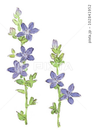 桔梗 植物 花 水彩画のイラスト素材 - PIXTA