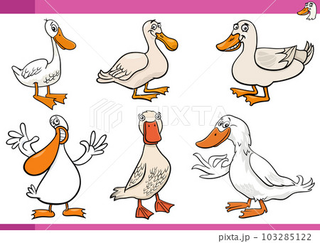 hawk clipart cartoon ducks