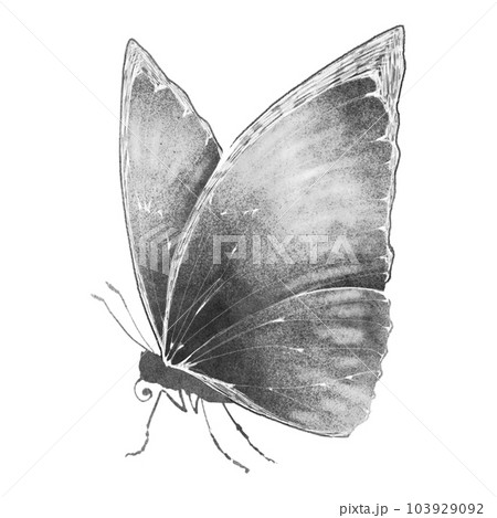 蝶 蝶々 昆虫 水墨画のイラスト素材 - PIXTA