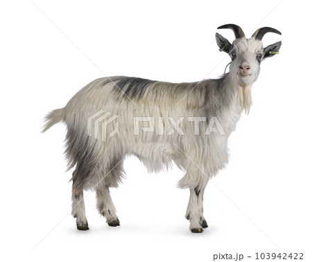 Goat pattern hi-res stock photography and images - Alamy