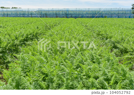 青々とした人参畑のイメージ