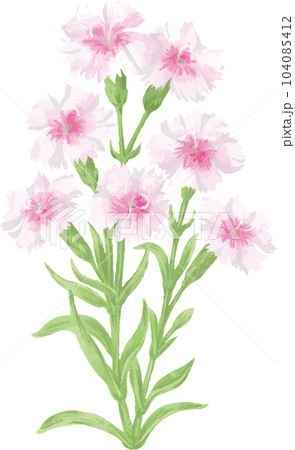 なでしこ 水彩画 花 手描きの写真素材 - PIXTA