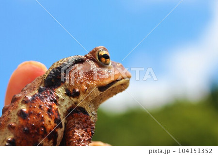 ガマ蛙の写真素材 - PIXTA