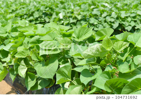 緑鮮やかなサツマイモ畑のイメージ