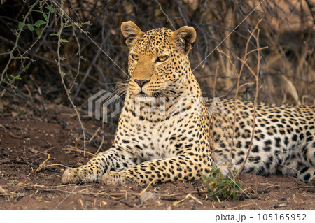 158+ Thousand Cheetah Print Royalty-Free Images, Stock Photos & Pictures